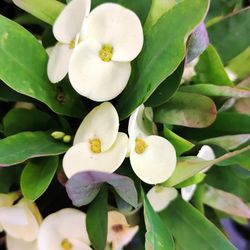 Euphorbia Milli Espina de Crist Pack 4 u.