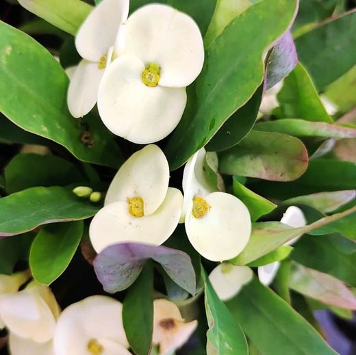 Euphorbia Milli Espina de Crist Pack 4 u.