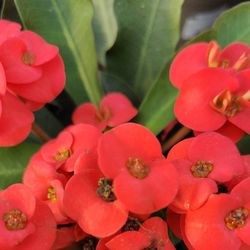 Euphorbia Milli Espina de Crist Pack 4 u.