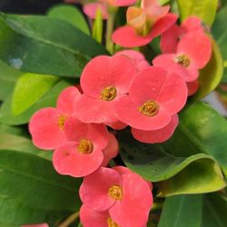 Euphorbia Milli Espina de Crist Pack 4 u.