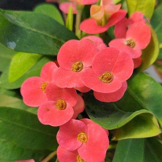 Euphorbia Milli Espina de Crist Pack 4 u.