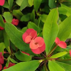 Euphorbia Milli Espina de Crist Pack 4 u.