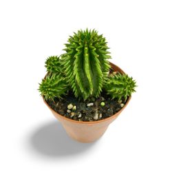 Euphorbia Susannae