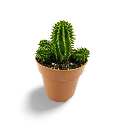 Euphorbia Susannae