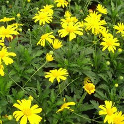 Euryops Chrisanthemoides