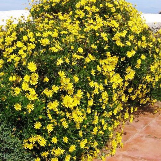 Euryops Chrisanthemoides
