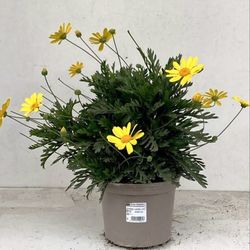 Euryops Chrisanthemoides