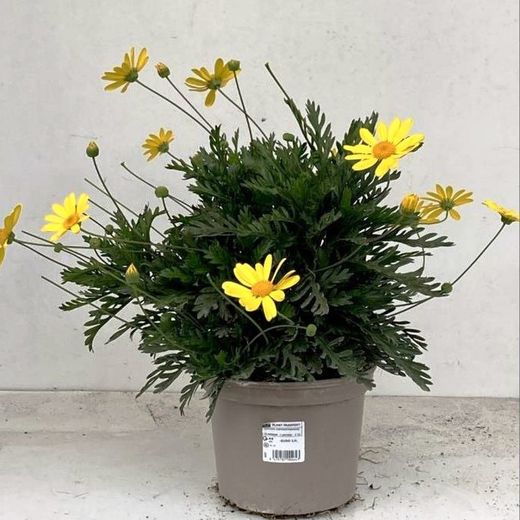 Euryops Chrisanthemoides