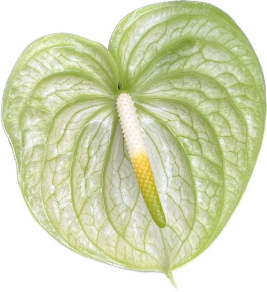 Anthurium Extase