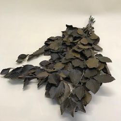 Fagus Preservat Verde