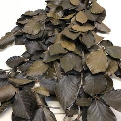 Fagus Preservat Verde