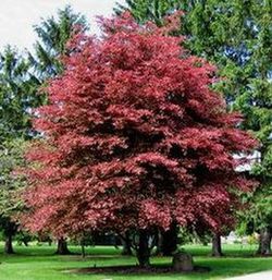 Fagus Sylvatica Atropurpurea