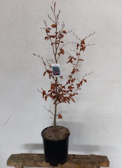 Fagus Sylvatica Atropurpurea