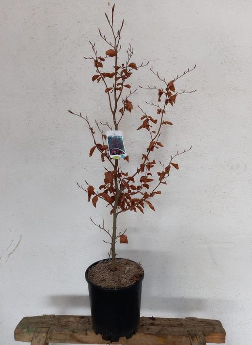 Fagus Sylvatica Atropurpurea