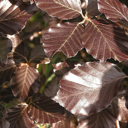 Fagus Sylvatica Atropurpurea