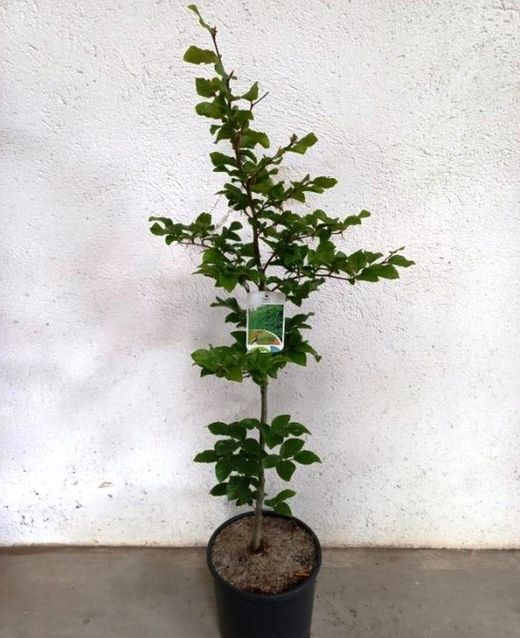 Fagus Sylvatica Haia