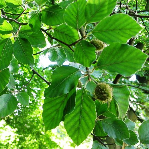 Fagus Sylvatica Beech