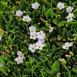 Falkia Repens Caja 6 uds.