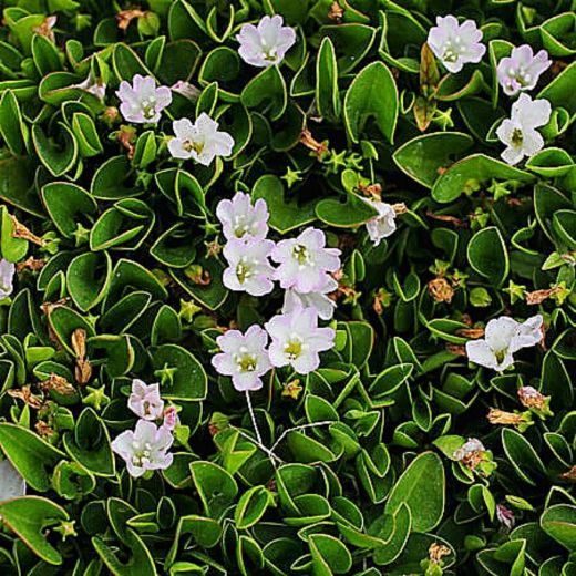 Falkia Repens Caja 6 uds.