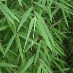 Fargesia angustissima