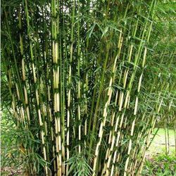 Fargesia robusta Pingwu