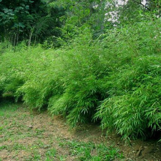 Fargesia Rufa