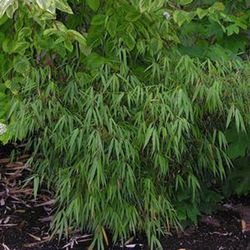 Fargesia scabrida Asian Wonder