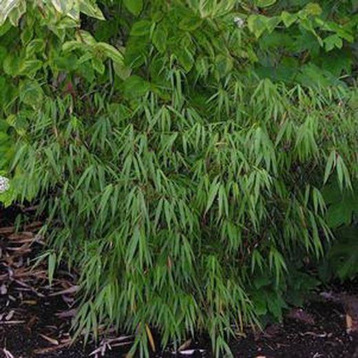 Fargesia scabrida Asian Wonder