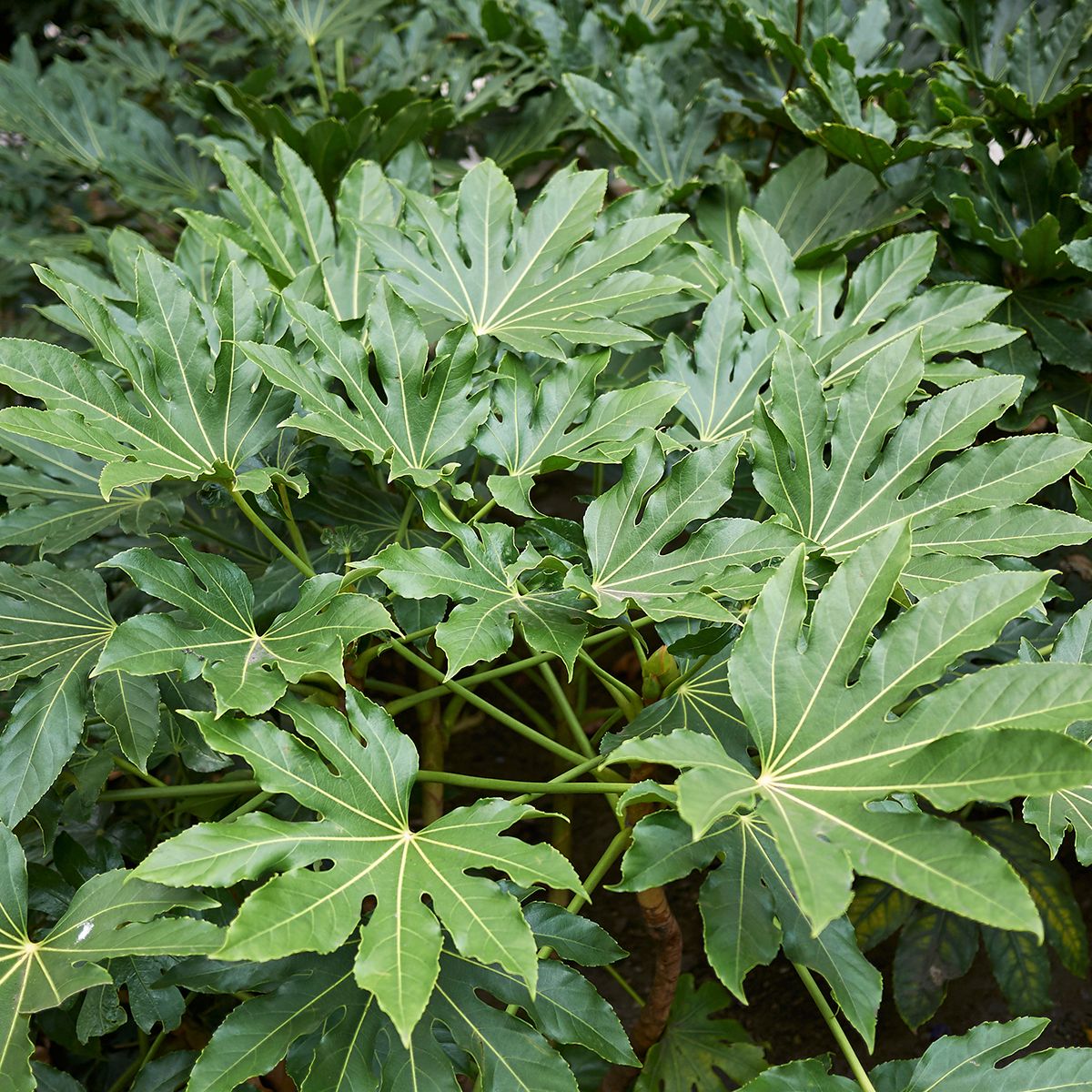 Fatsia Japónica Aralia Grande