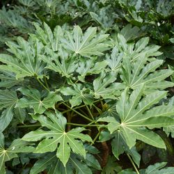 Fatsia Japonica Aralia