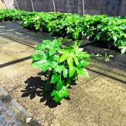 Fatsia Japonica Aralia