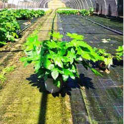 Fatsia Japonica Aralia