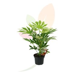 Fatsia Japonica Spider