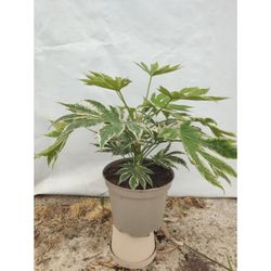 Fatsia Japonica Spider's Web