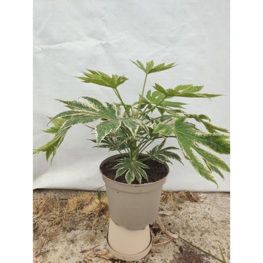 Fatsia Japonica Spider's Web