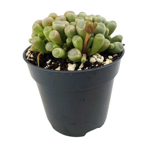Fenestrària rhopalophylla