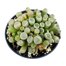 Fenestrària rhopalophylla