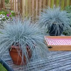 Festuca Glauca Caja 6 uds.