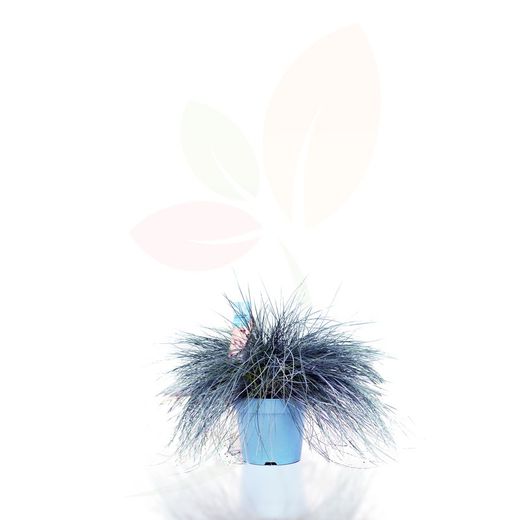 Festuca glauca