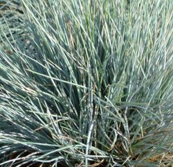 Festuca glauca