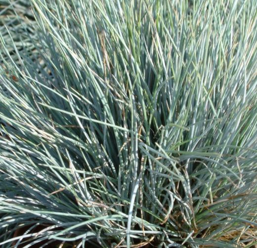 Festuca Glauca