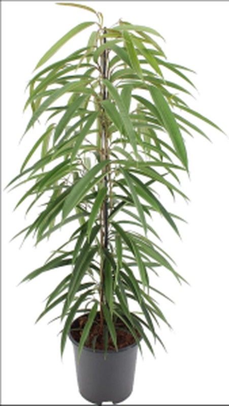 FICUS ALII