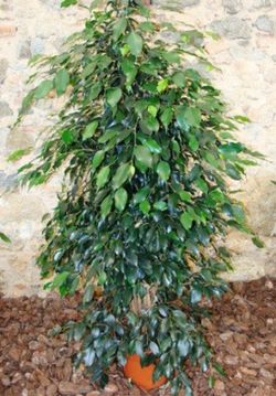 Ficus Benjamina Danielle
