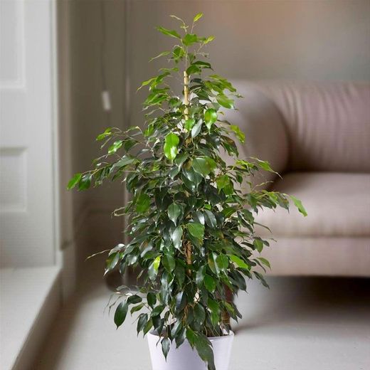 Ficus Benjamina Danielle