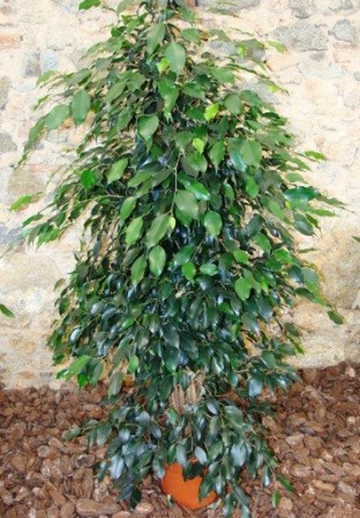 Ficus Benjamina Danielle