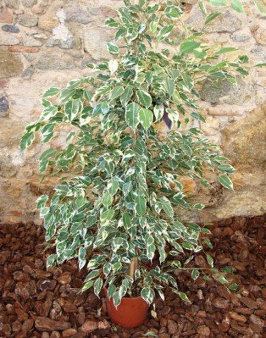 Ficus Benjamina Twilight