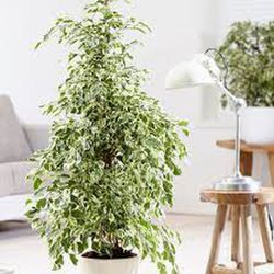 Ficus Benjamina Twilight