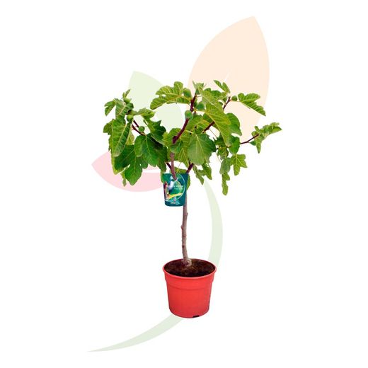 Ficus Carica (Higuera) "Brown Turkey"
