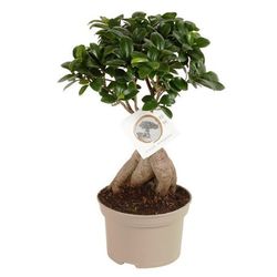 Ficus Ginseng
