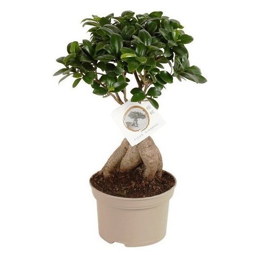 Ficus Ginseng